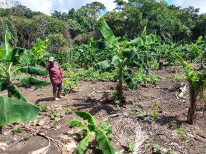 SAFS, agricultura sin quemas. Foto: CEJIS