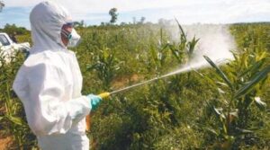 Un hombre rocía la producción con agrotóxicos. Foto: Santa Cruz Económico