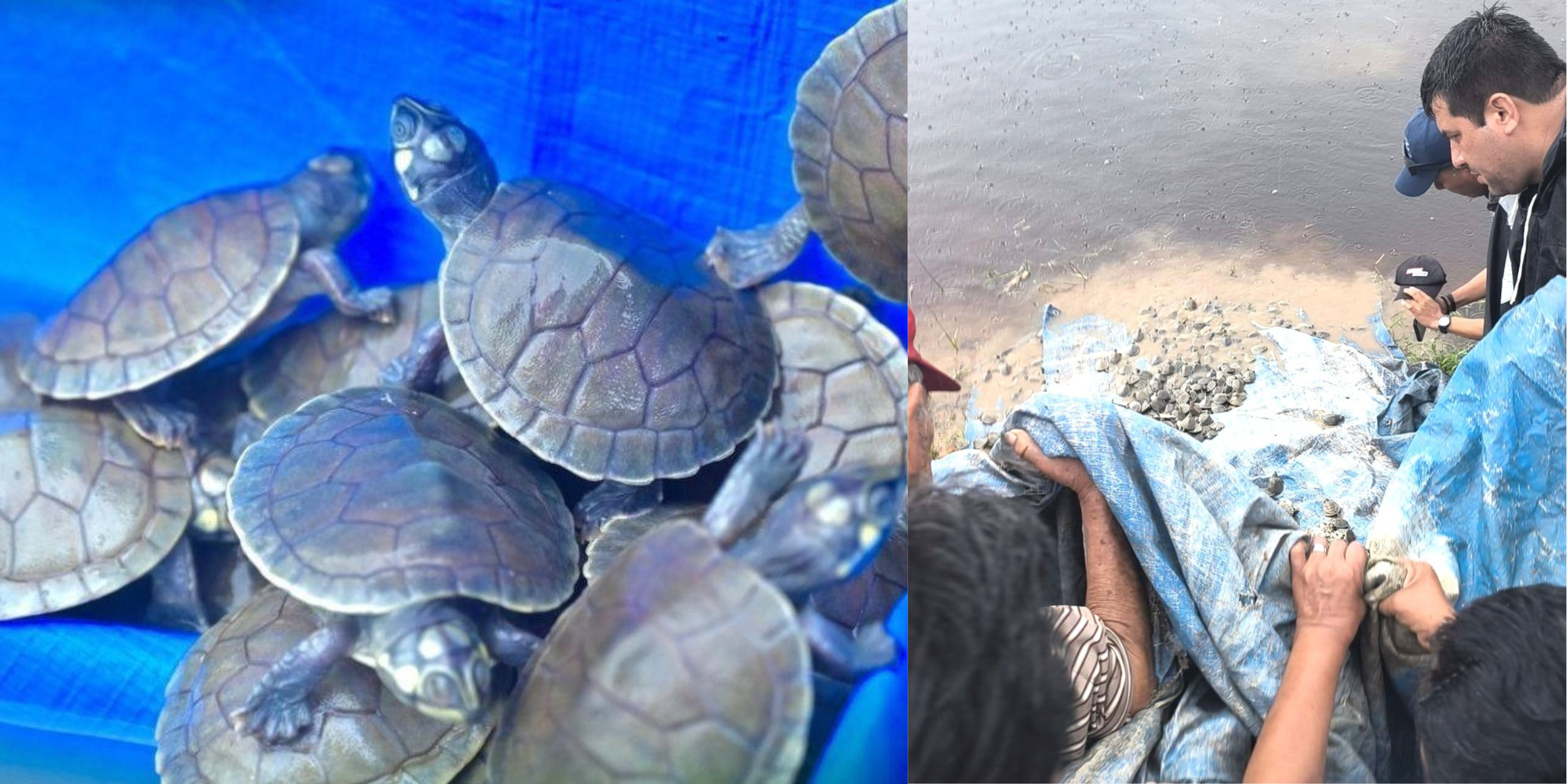 Liberación de tortugas. Foto: FGE