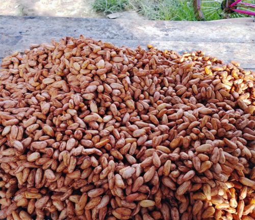 Cacao ecológico de Pando. Foto: CIPCA Norte