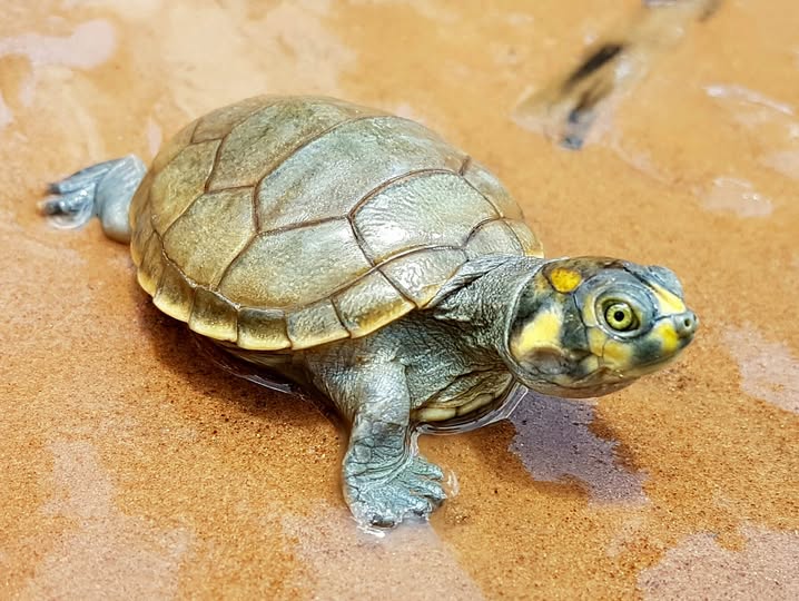 Tortuga de agua dulce. Foto: VRHR
