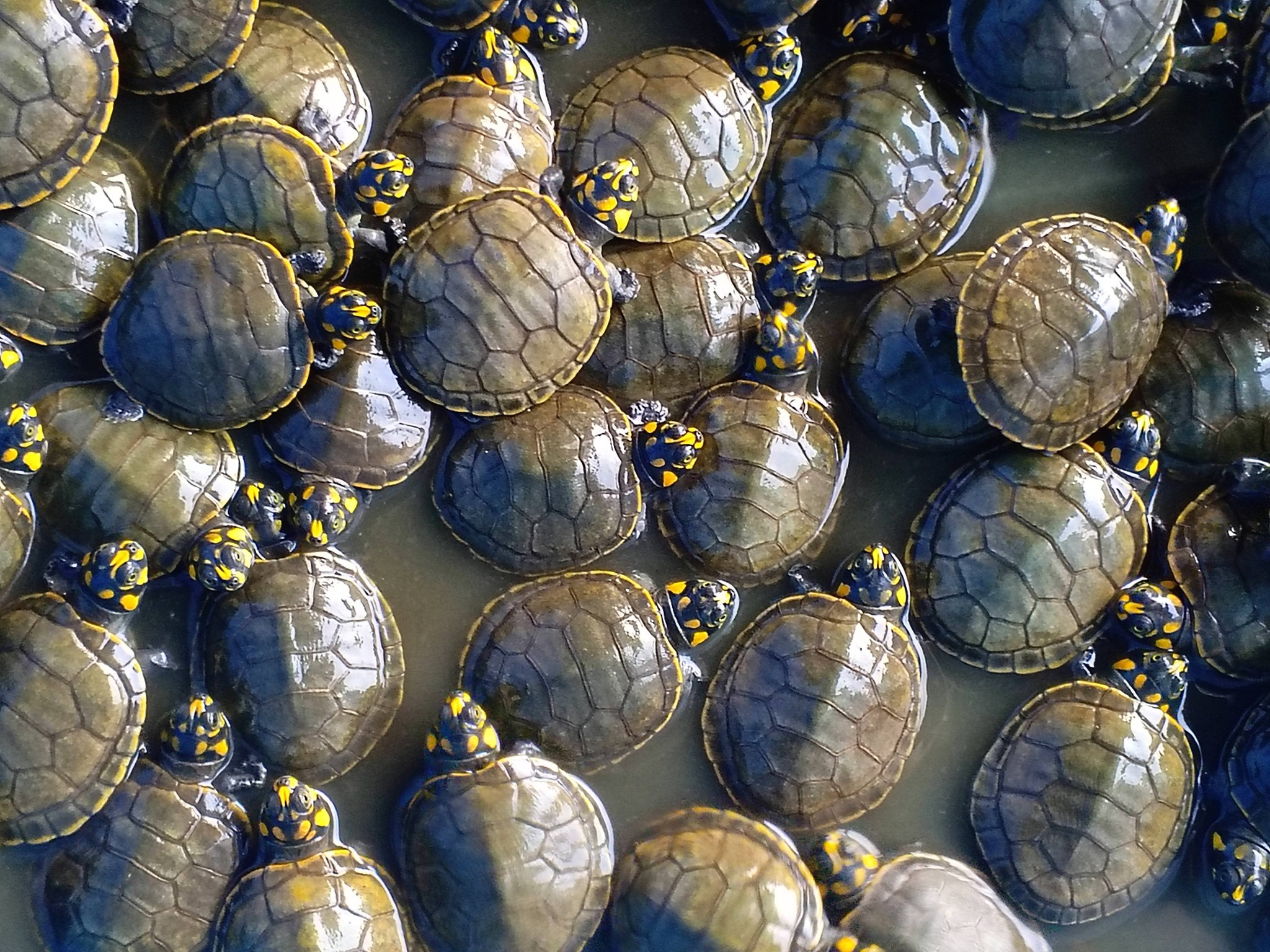 Tortuguitas de río. Foto: Reserva de la Biosfera y Estación Biológica del Beni