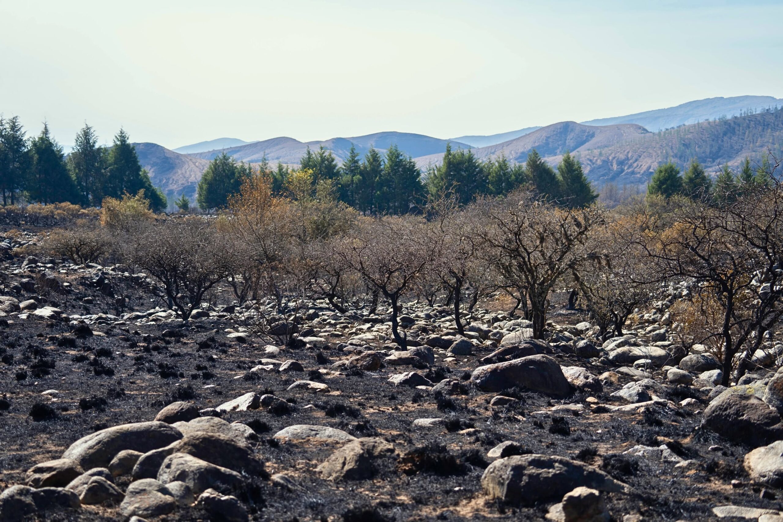 Zonas quemadas en Tarija. Foto: Prometa