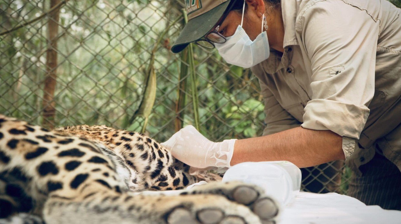 Imagen principal: CIWY evolucionó del cuidado intuitivo hacia protocolos científicos avalados por expertos. Actualmente, los santuarios de la organización albergan a 600 animales silvestres. Foto: cortesía CIWY